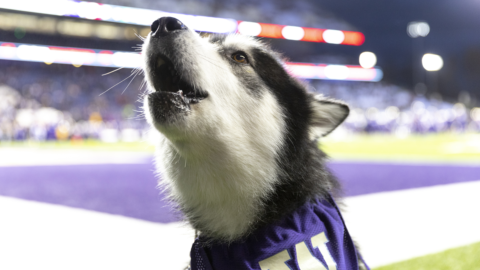 A husky wearing a purple UW bandana barks in excitement with a sports field in the background.