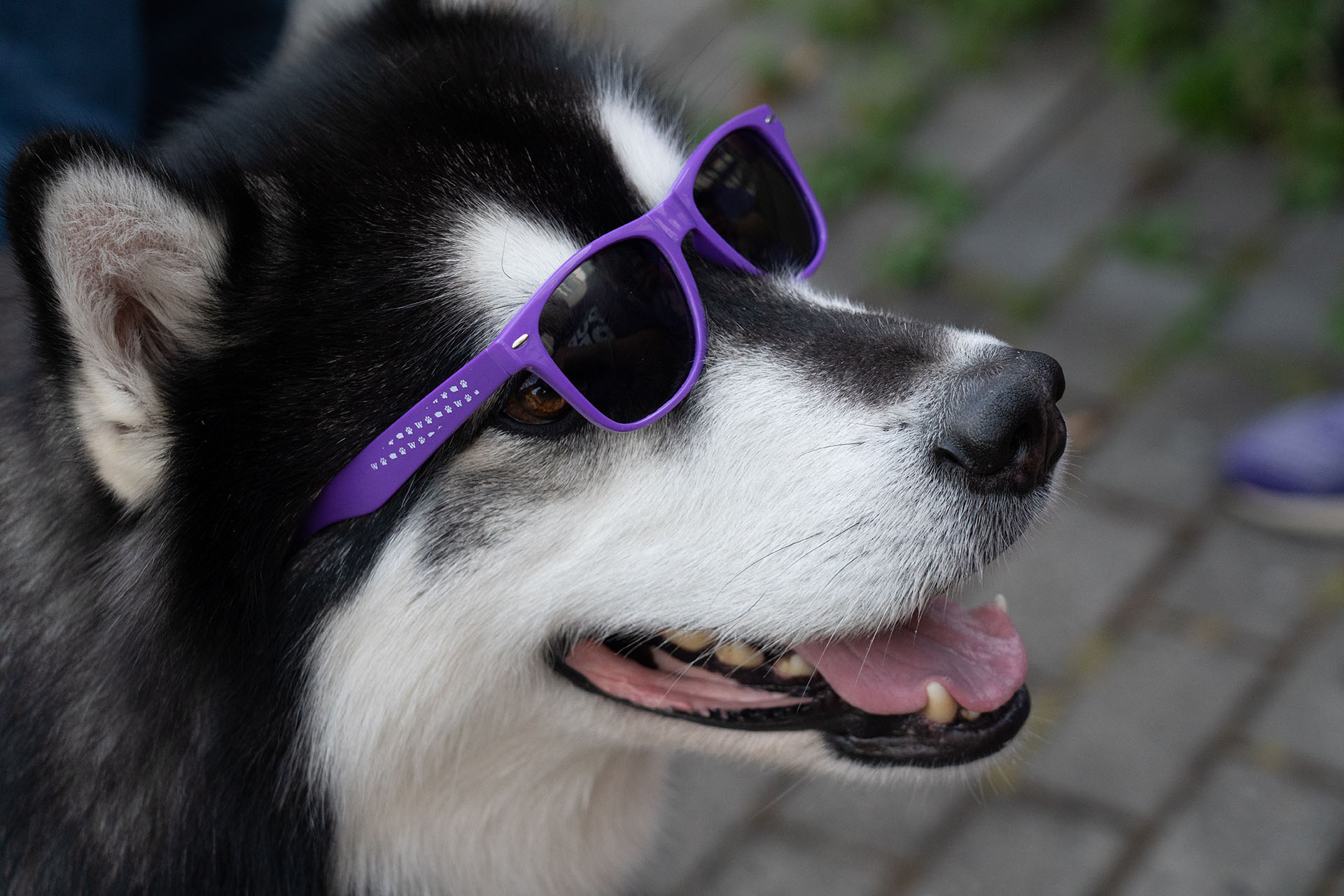 Dubs, a fluffy Alaskan Malamute, smiles and wears purple sunglasses.