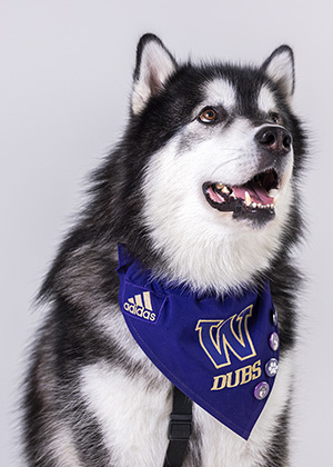 Dubs, a fluffy Alaskan Malamute, has his mouth open as though he's speaking.