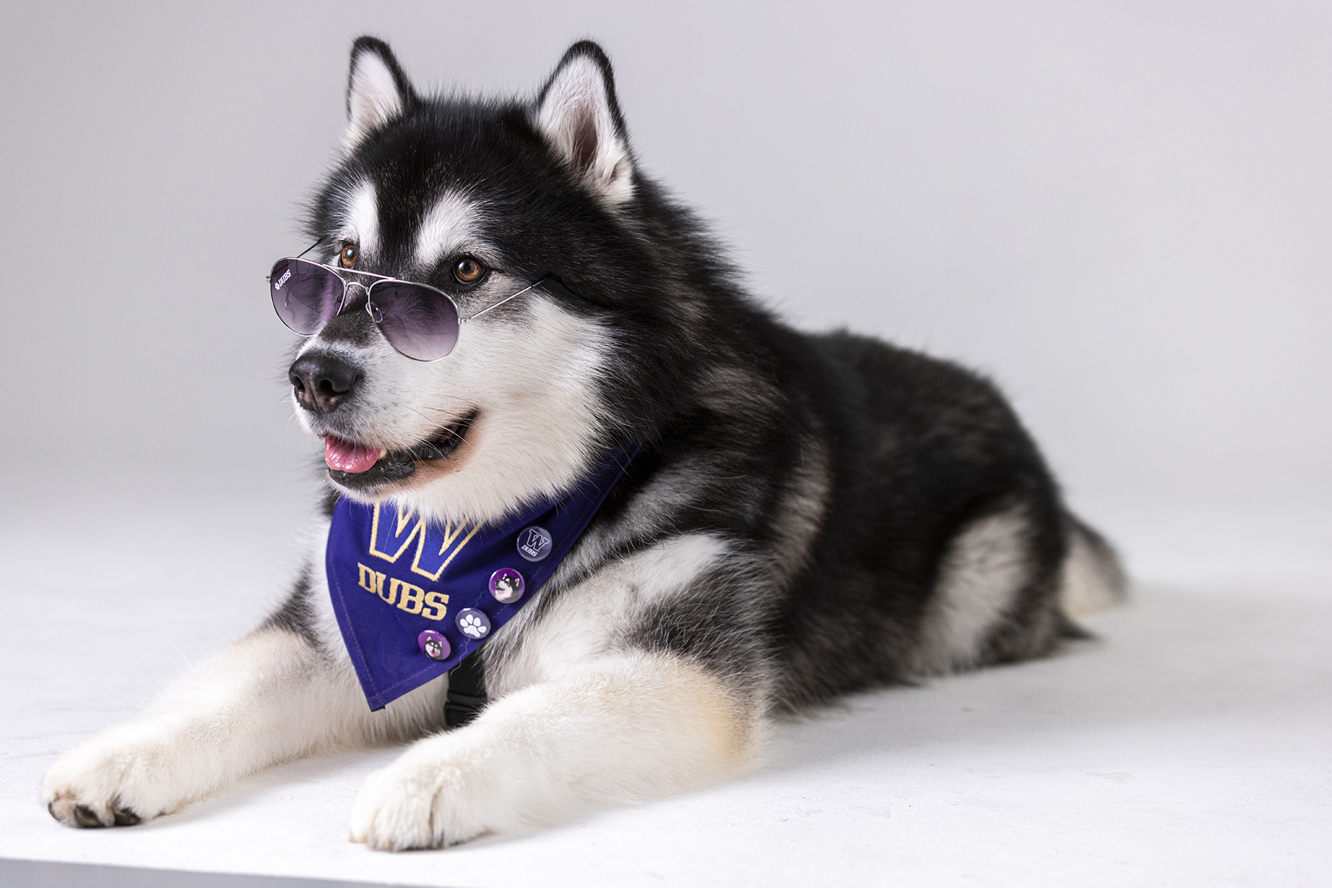 A fluffy malamute wearing sunglasses and purple UW bandana smiles.