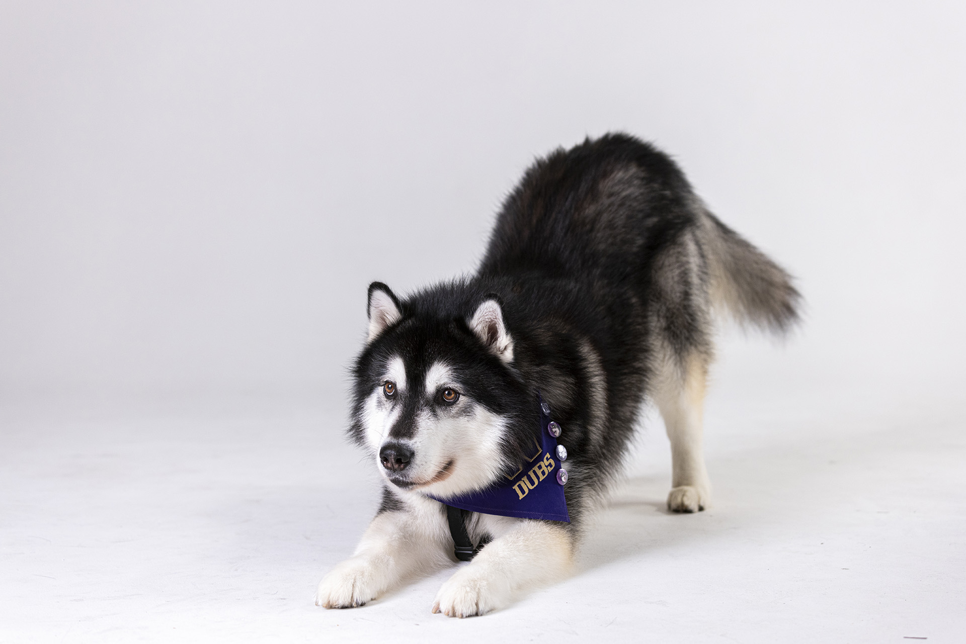 A fluffy Alaskan Malamute in a purple bandana looks like he wants to play.