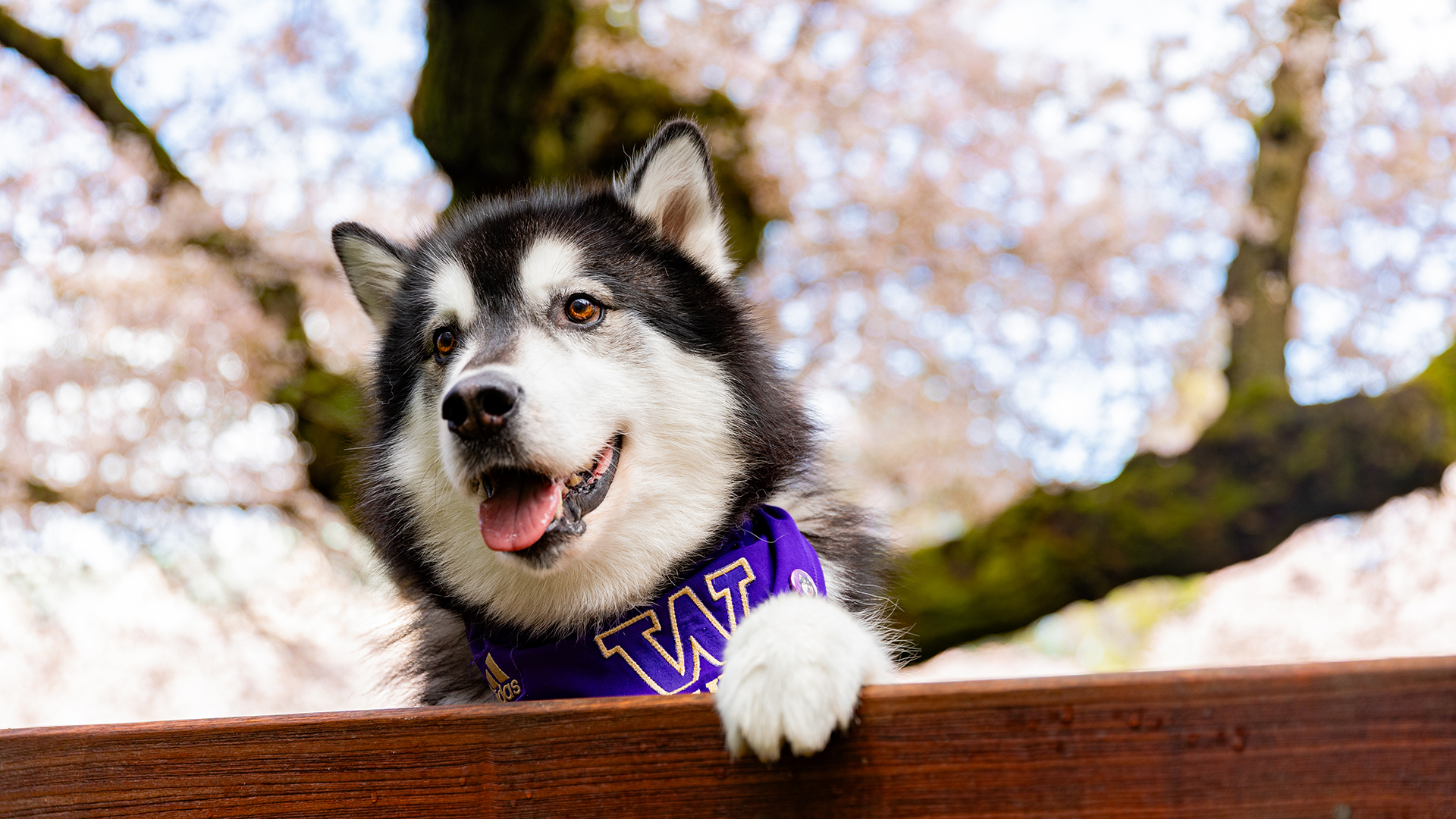 A fluffy malamute looks over the back of a park bench, with cherry blossoms in the background.