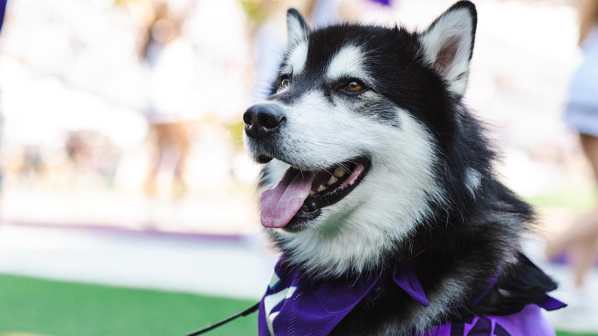 Dubs, a fluffly malamute, smiles as he sits on a football field.