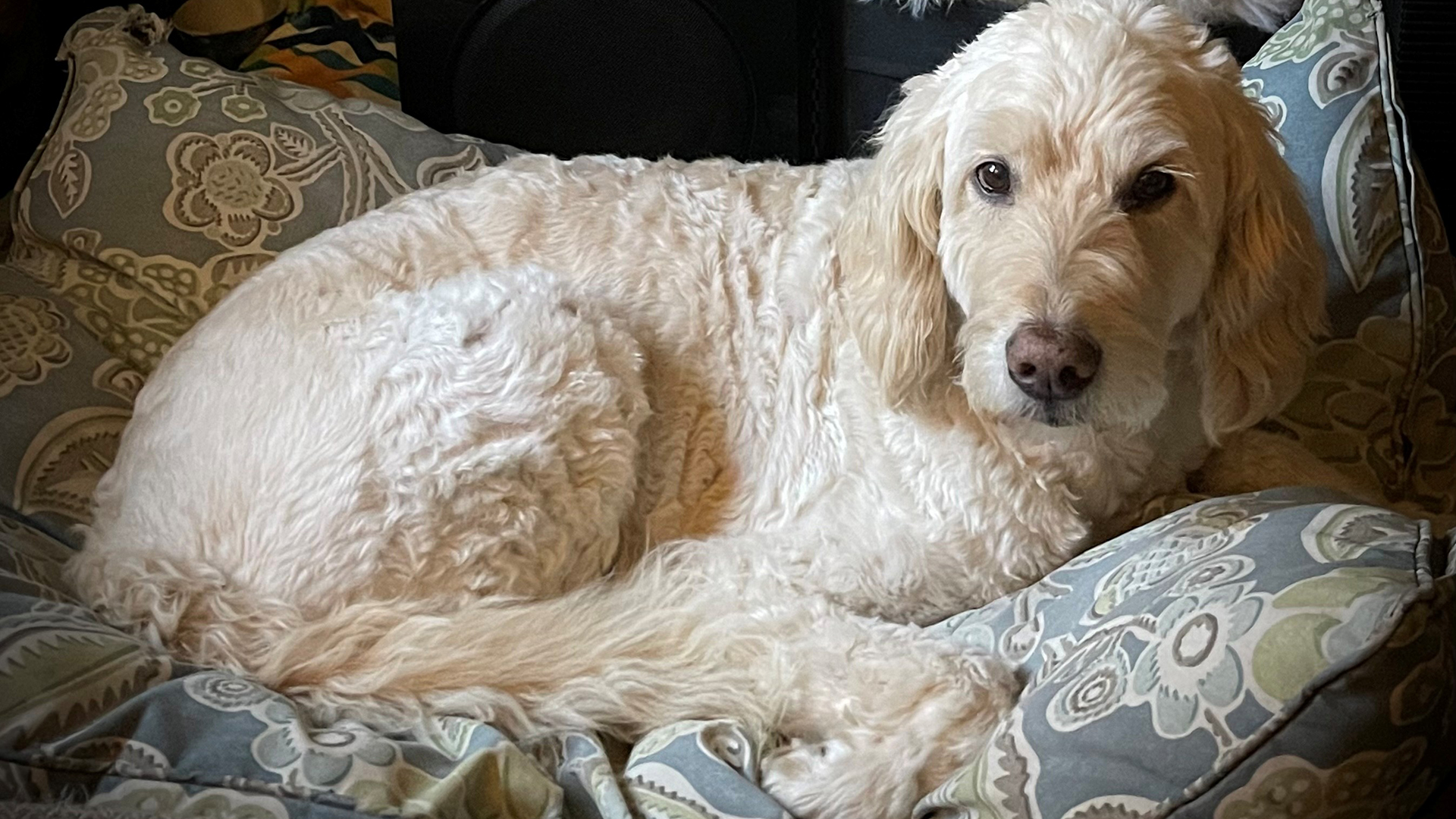 A white dog lies on pillows and looks at the camera with big brown eyes.