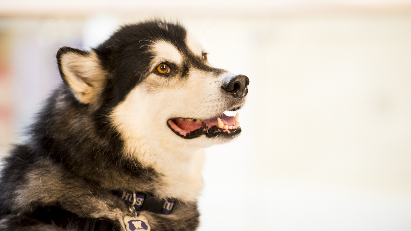 Dubs, a fluffly Alaskan Malamute, looks happily off camera