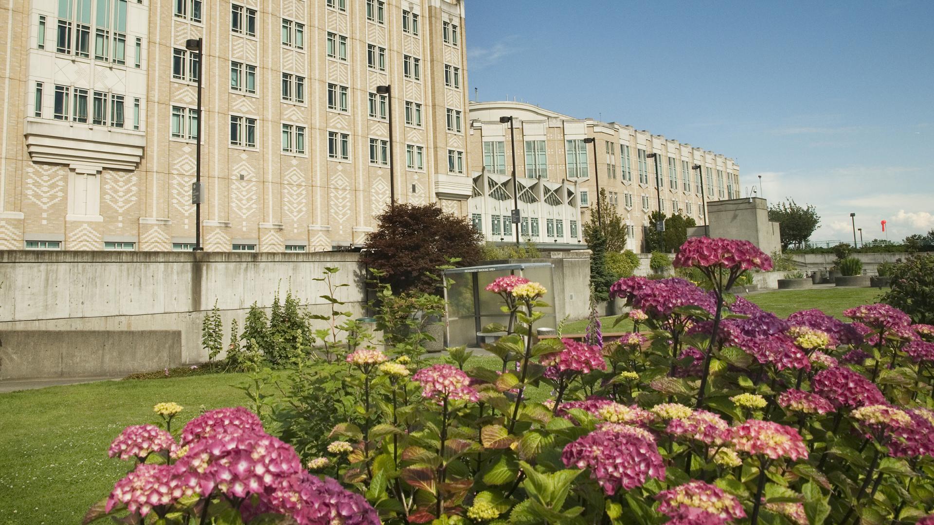 The west side of Harborview Medical Center, with pink hydrangeas blooming in the foreground.