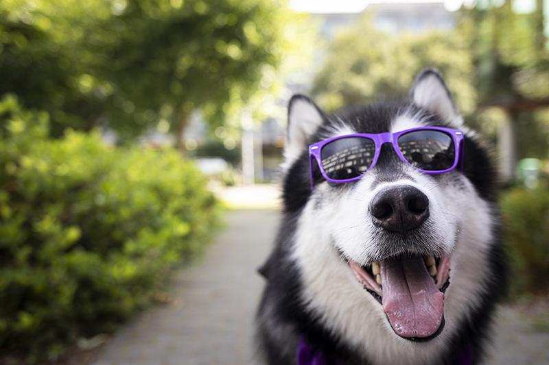 Dubs, a fluffy Alaskan Malamute, wears purple sunglasses on a sunny day. 