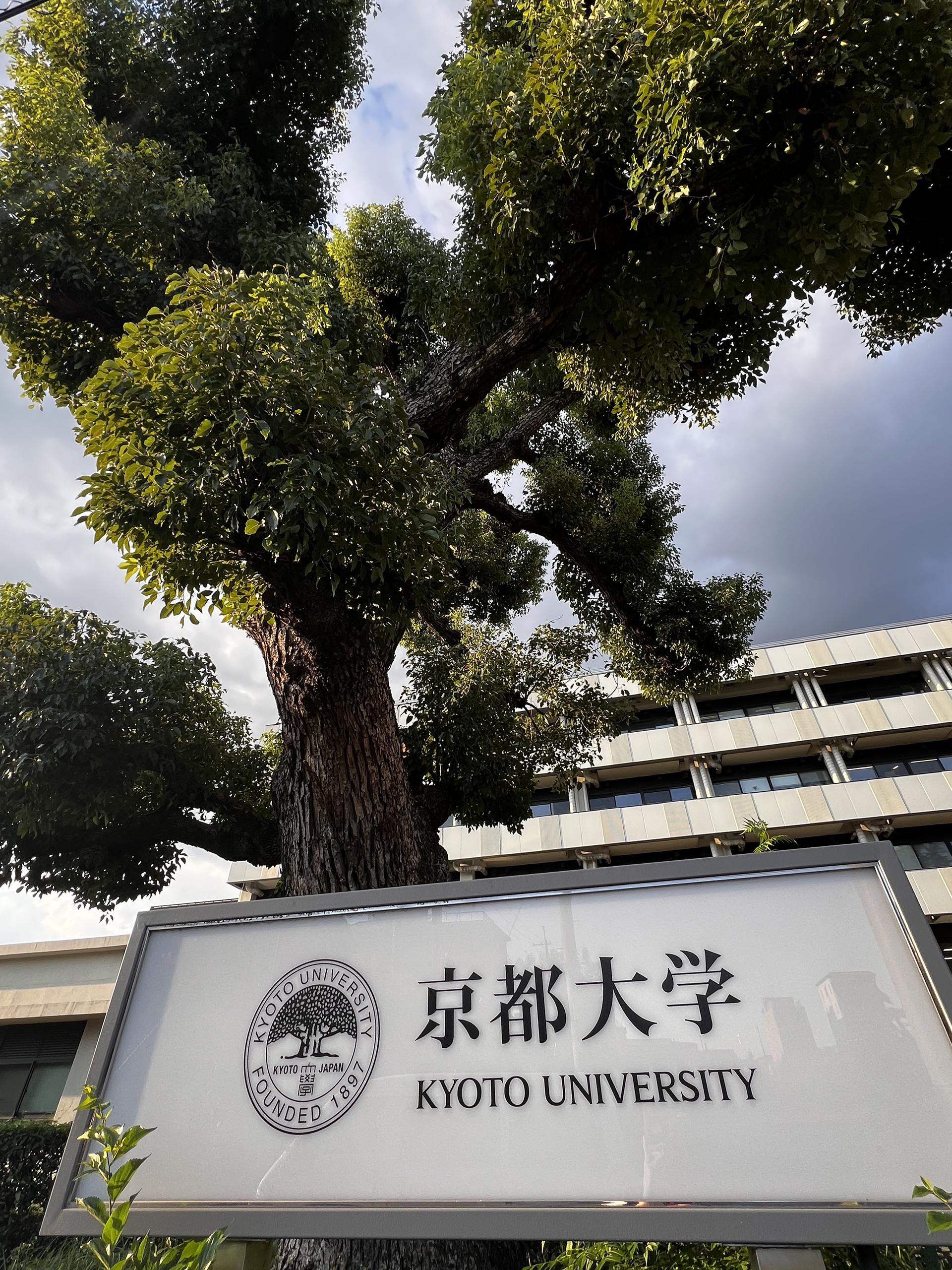 A tree with an exuberant shape rises above a sign for Kyoto University. 