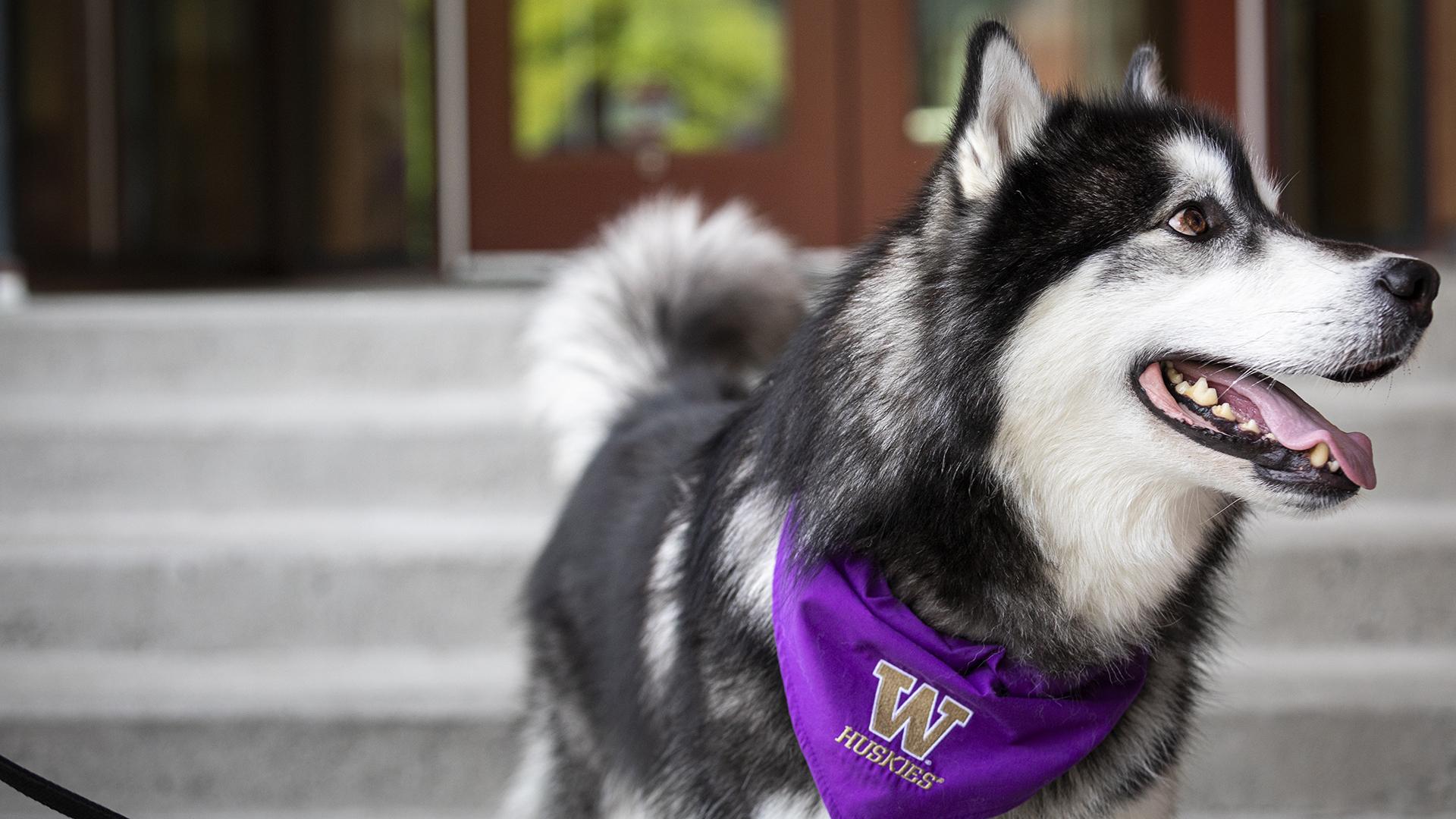 A fluffly malamute in a purple bandana looks early off-camera. 