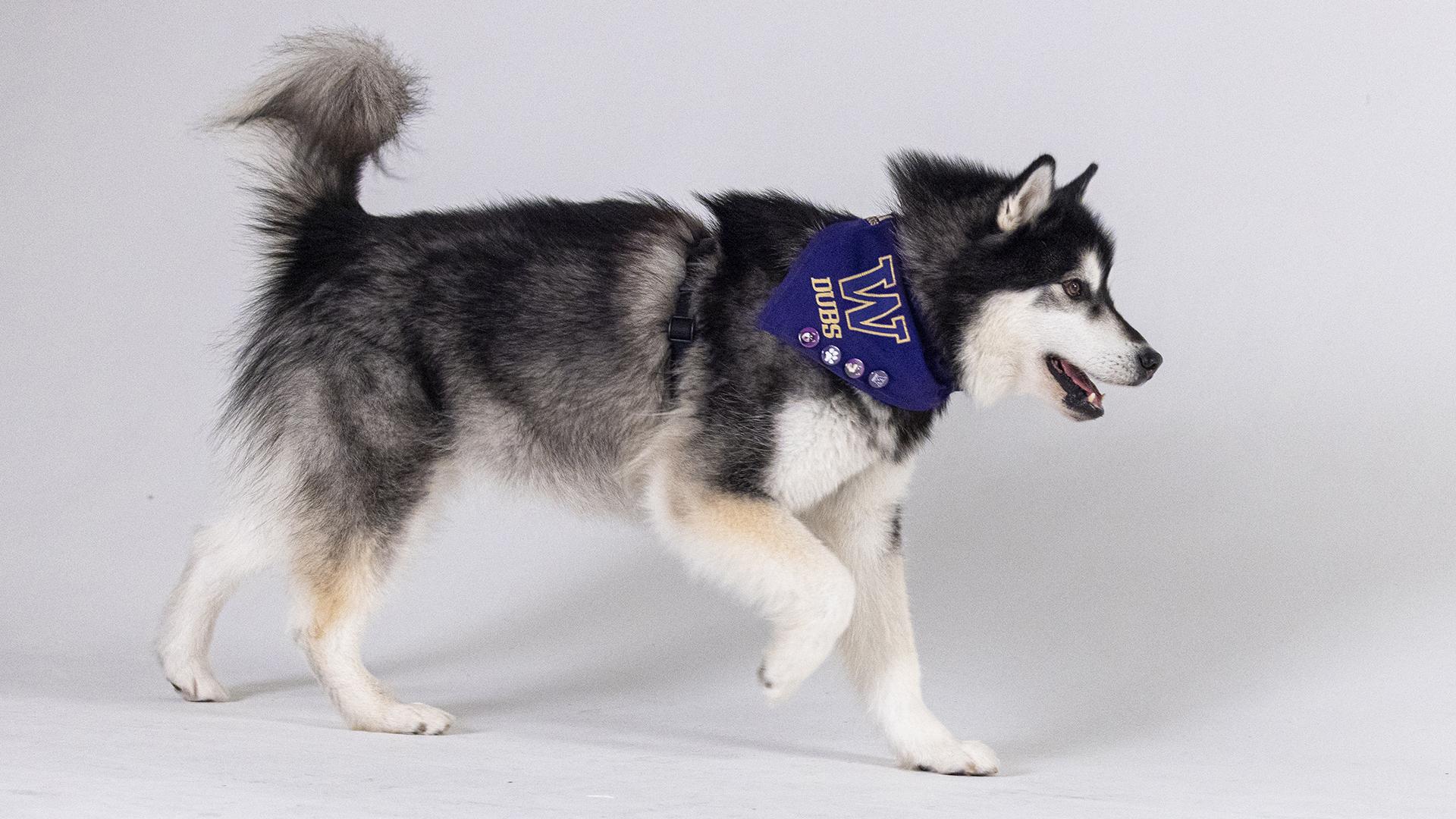 A fluffy malamute in a purple UW bandana runs happily.