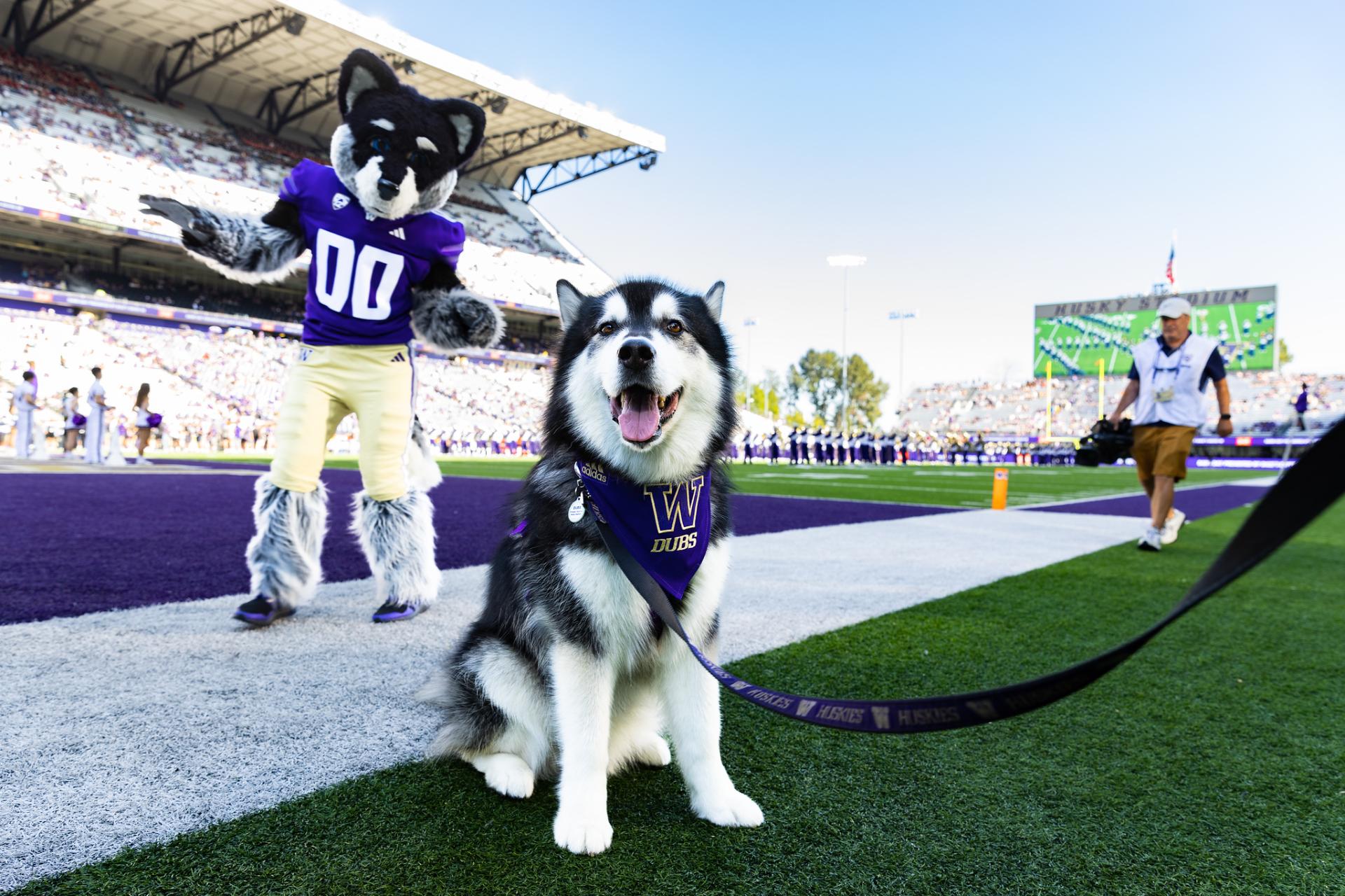Dubs happily enjoying the field.