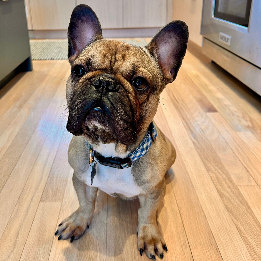 A brown French bulldog sits on a kitchen floor. 
