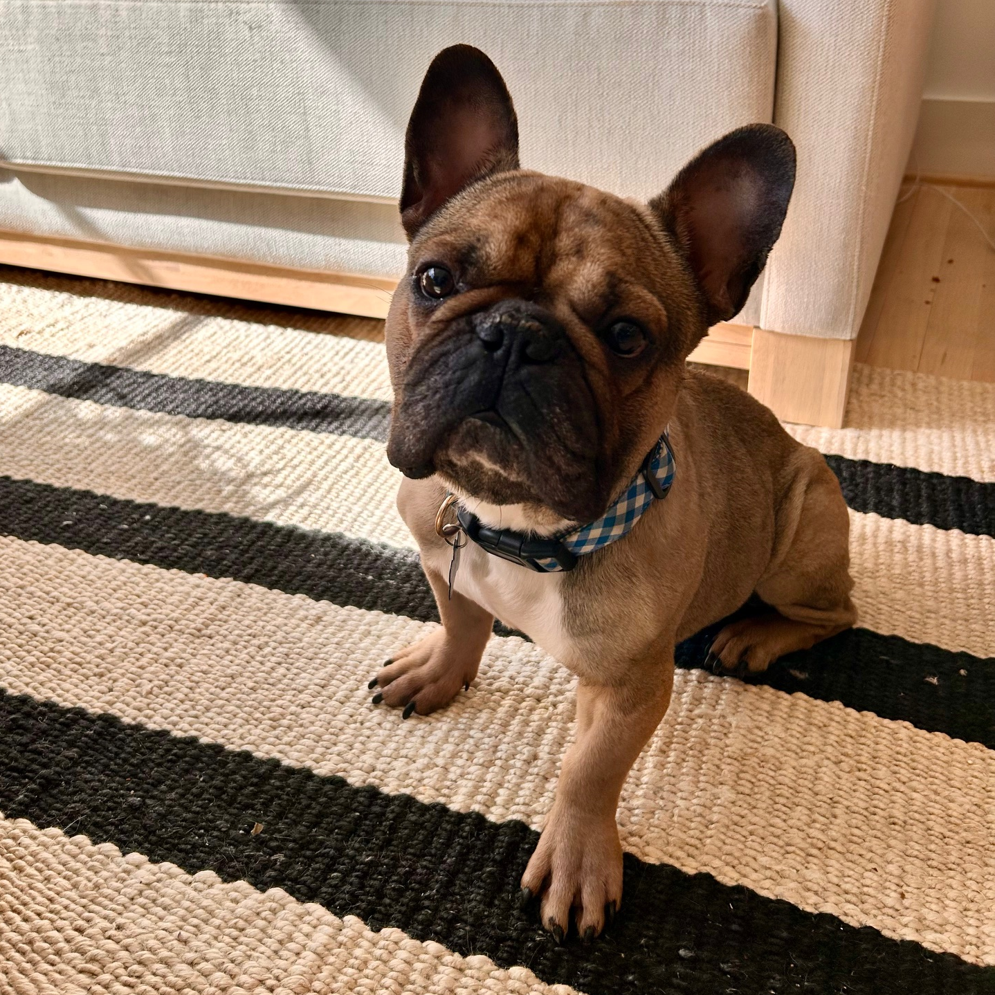 A brown French bulldog sits on a cream carpet and looks at the camera with big brown eyes. 