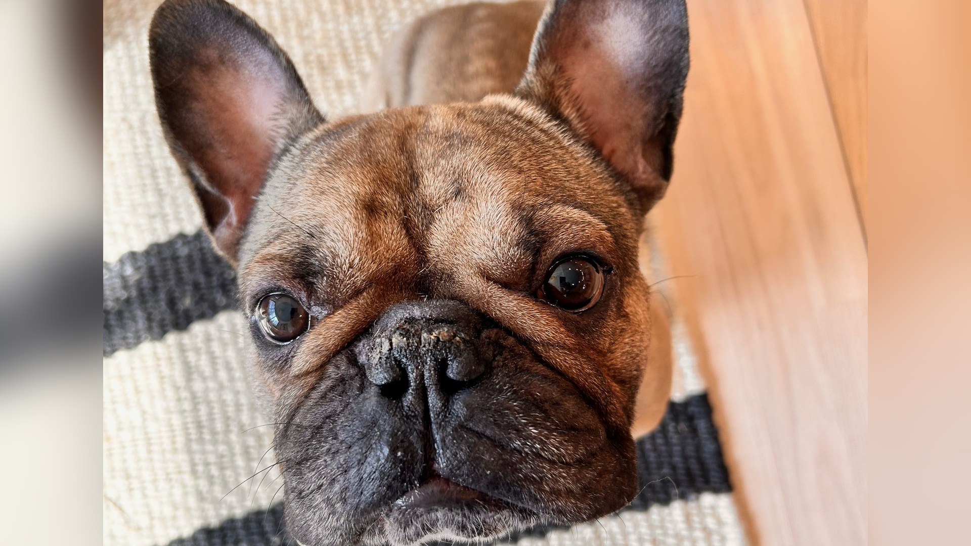 A brown French bulldog looks at the camera with big brown eyes. 