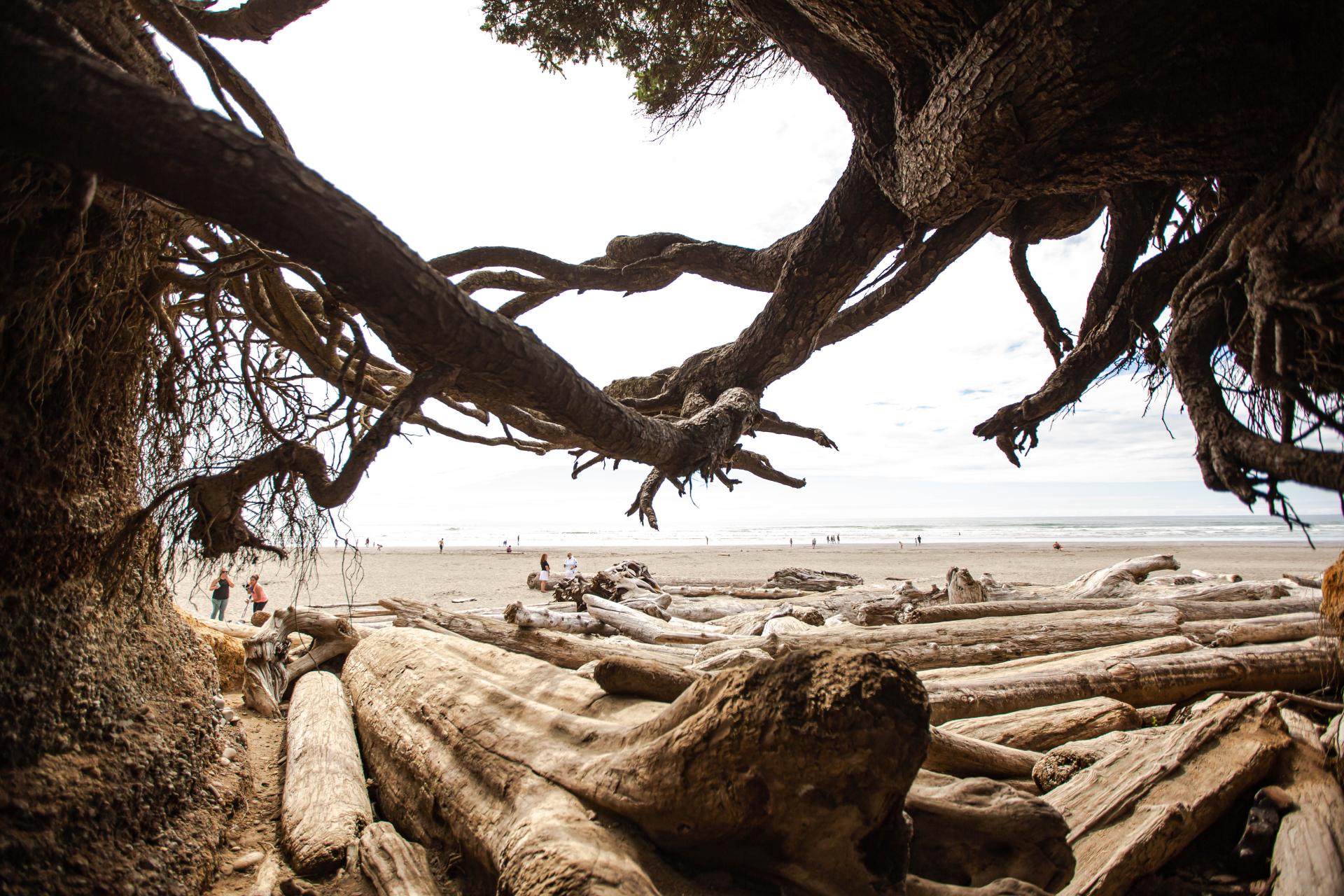 Trees and driftwood on a beach on the Olympic Peninsula coast