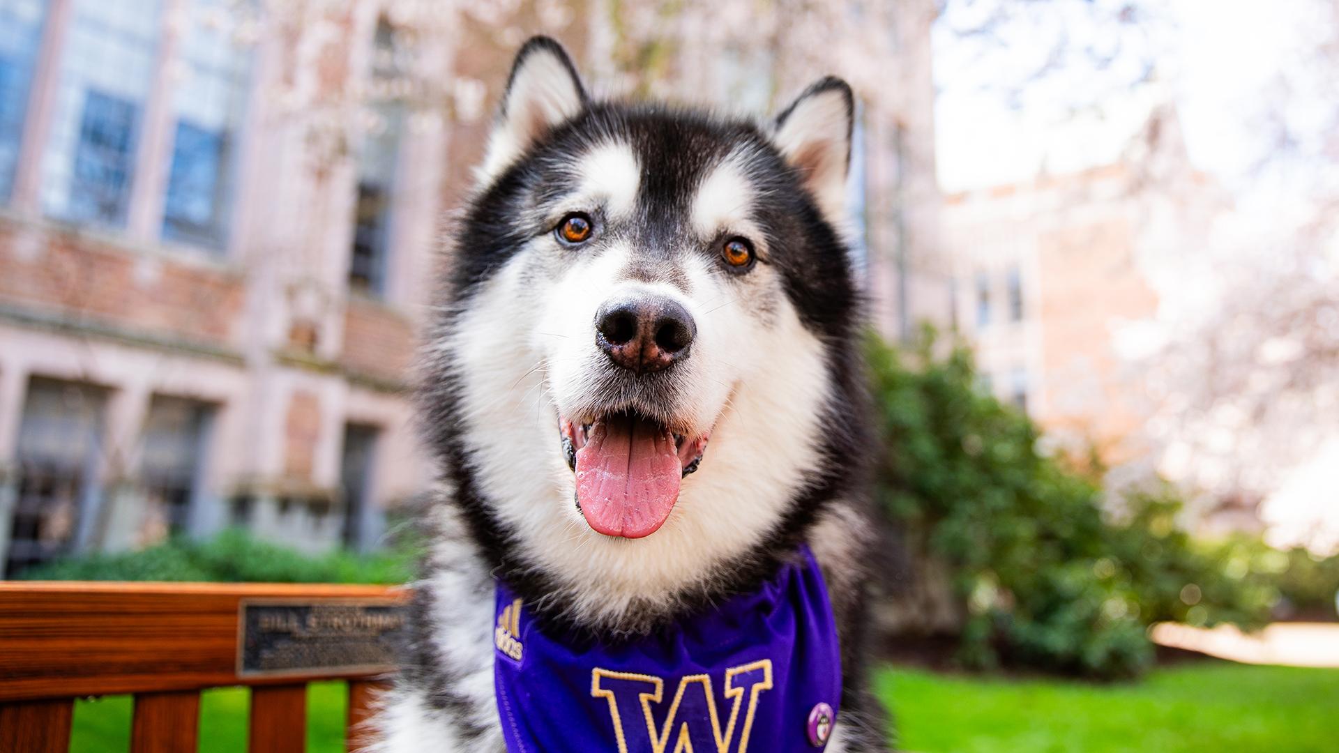 A fluffy Alaskan malamute smile for the camera on a sunny day with blooming cherry trees in the background.