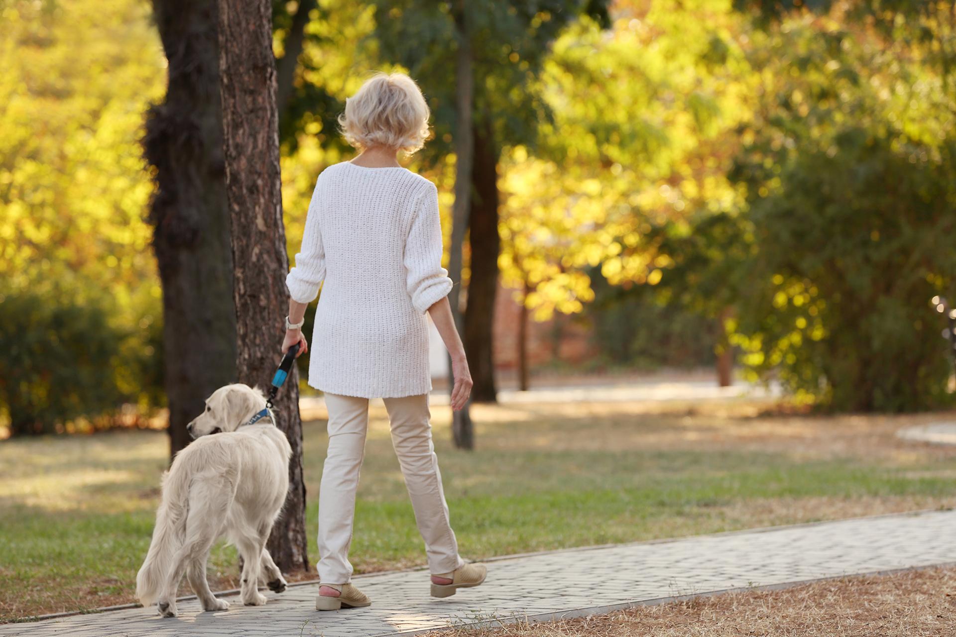 A woman walks on a brick path through a park with her big dog. 