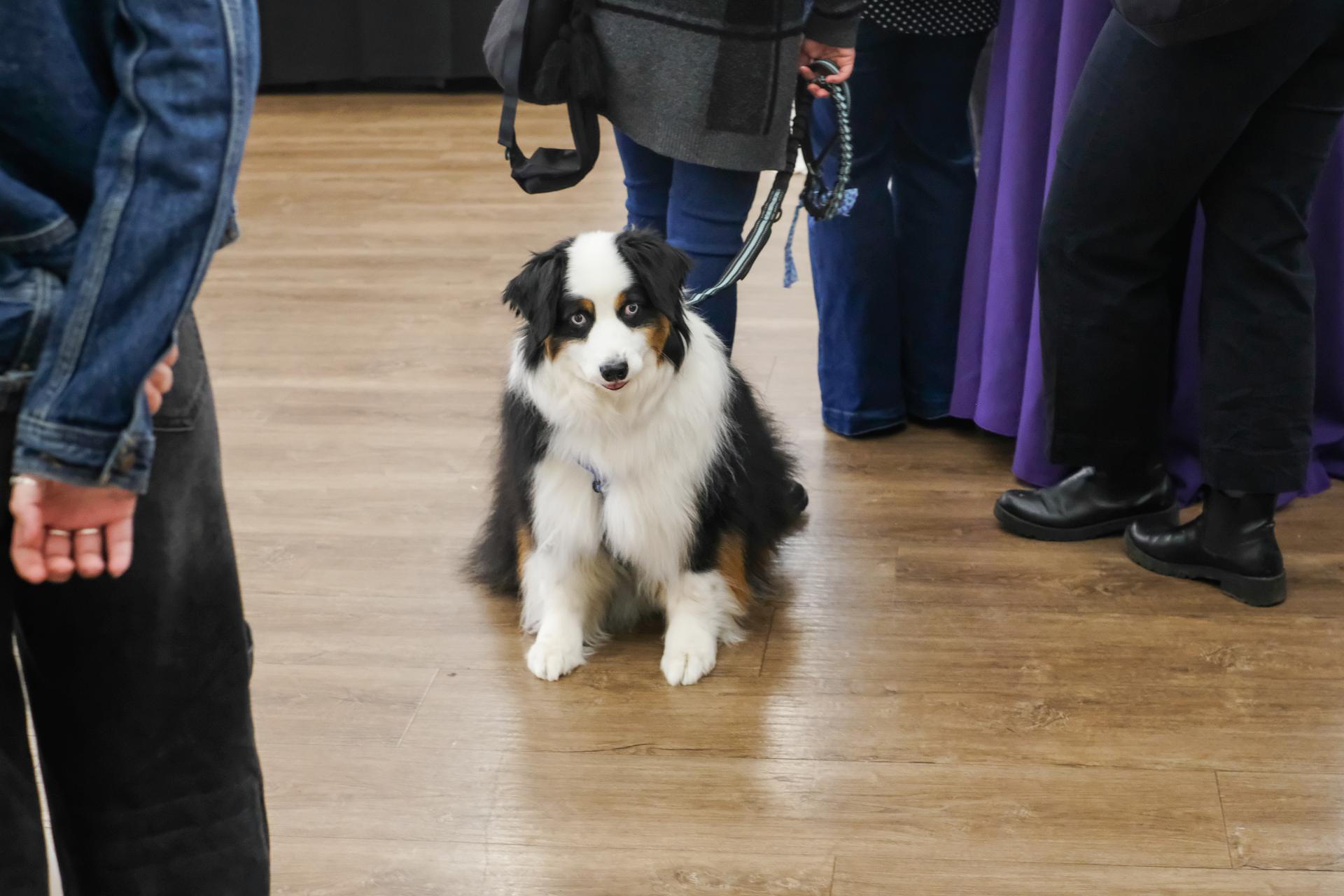 A very fluffy dog sits next to people talking. 