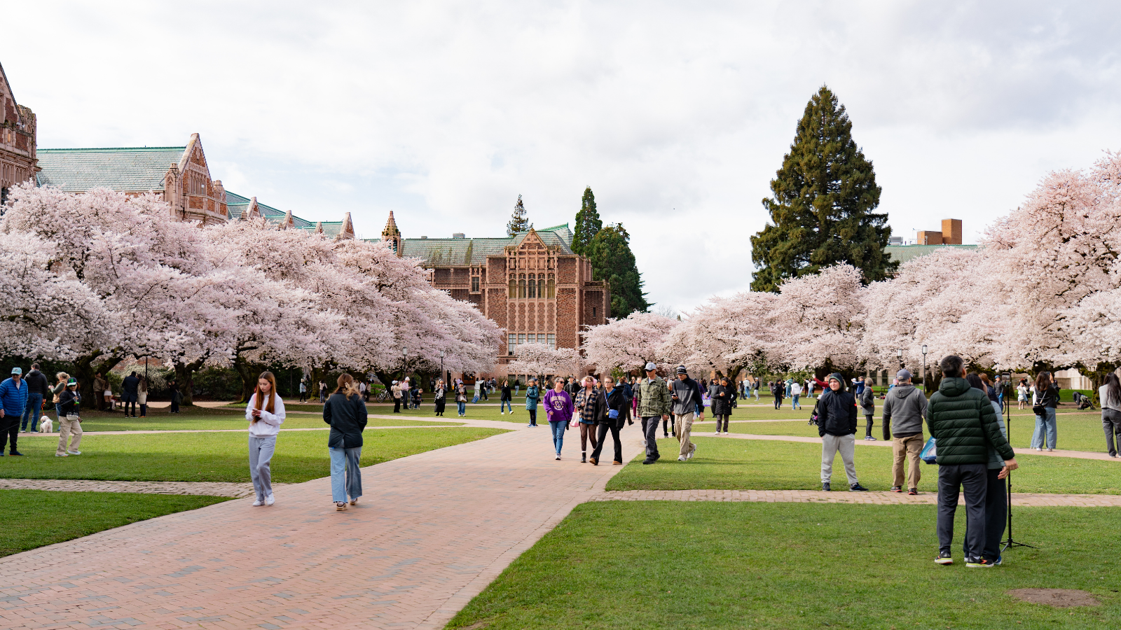 People walk along a university quad lined with cherry blossom trees in full bloom.