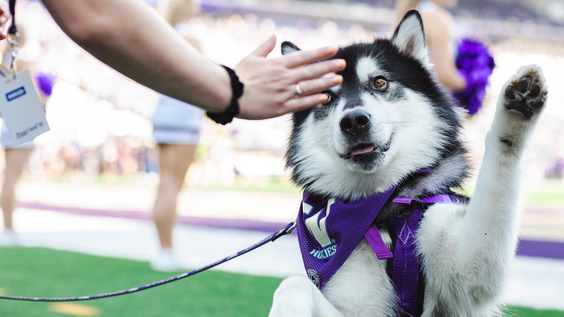 A fluffy malamute on a football field gives a high-five.